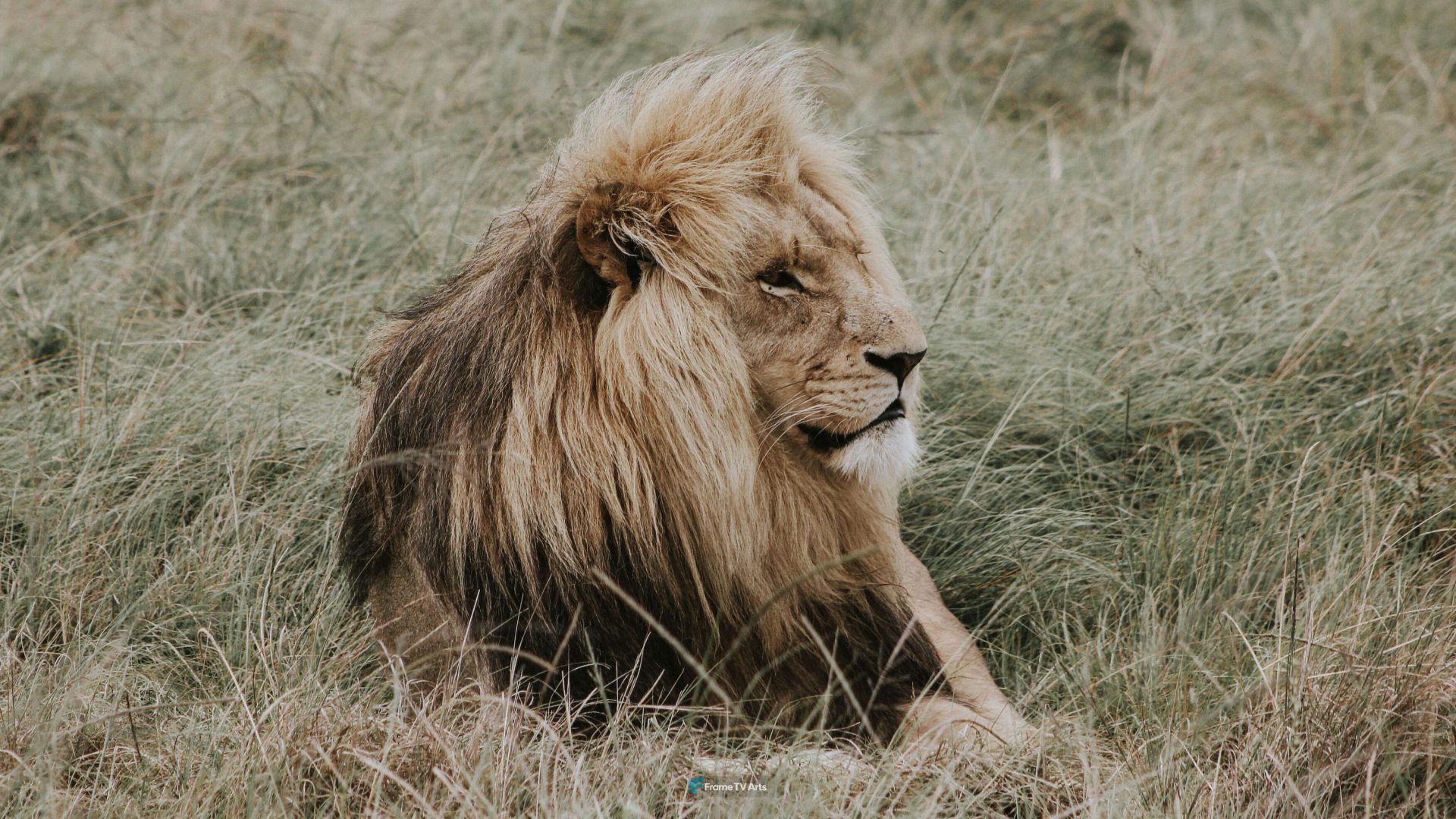 Majestic lion resting in tall grass on a calm, overcast day. — Samsung Frame TV art