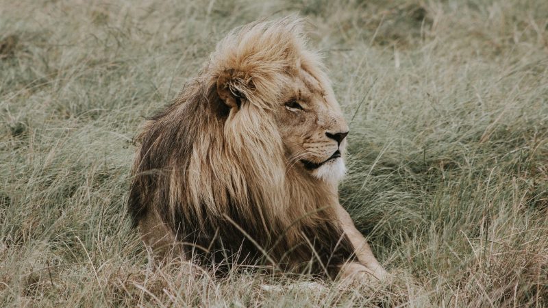 Majestic lion resting in tall grass on a calm, overcast day. — Samsung Frame TV art