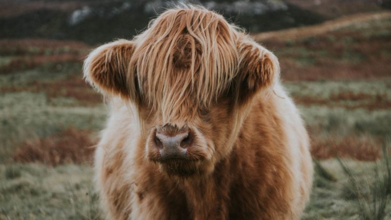 Highland cow with long fur stands in a grassy, pastoral field. — Samsung Frame TV art