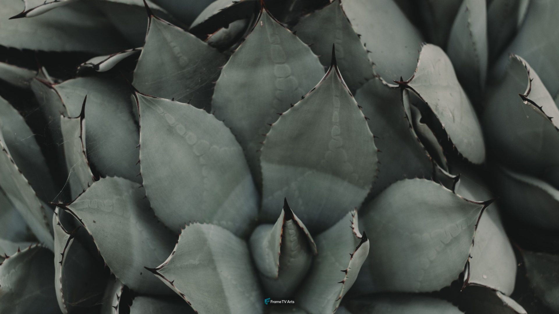 Close-up of succulent plant leaves with spiky edges and patterns. — Samsung Frame TV art