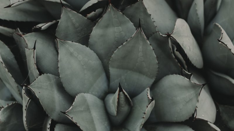 Close-up of succulent plant leaves with spiky edges and patterns. — Samsung Frame TV art