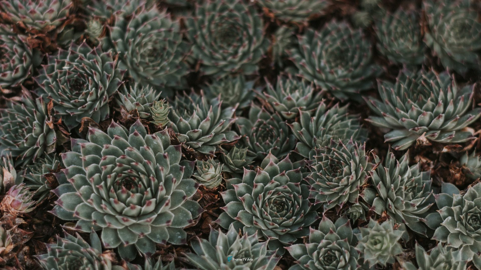 Close-up of green succulent plants in natural pattern formation. — Samsung Frame TV art