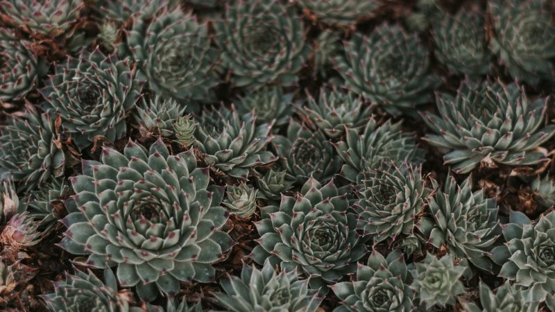 Close-up of green succulent plants in natural pattern formation. — Samsung Frame TV art