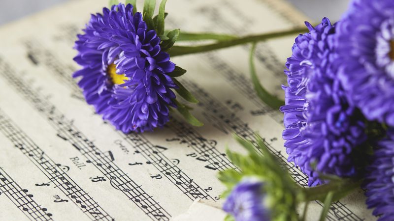 Purple aster flowers on sheet music pages in bright light — Samsung Frame TV art