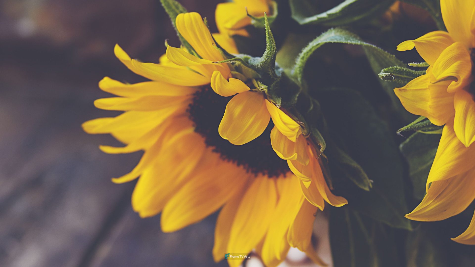 Bright Yellow Sunflowers Full of Life — Samsung Frame TV art