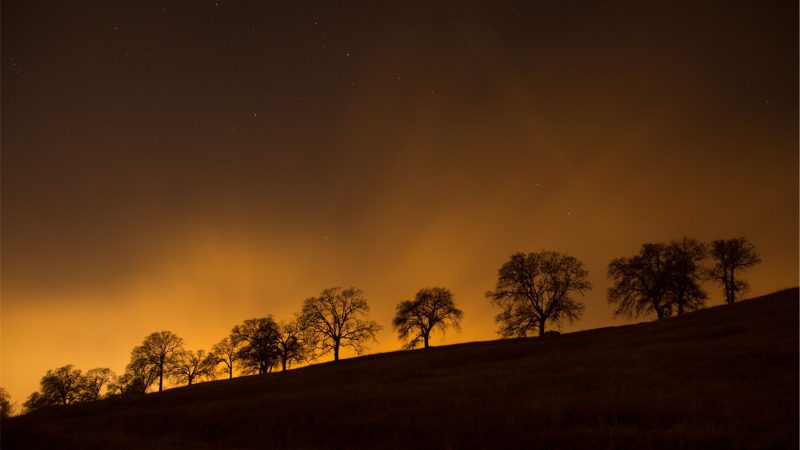 A line of trees silhouetted against orange night sky — Samsung Frame TV art