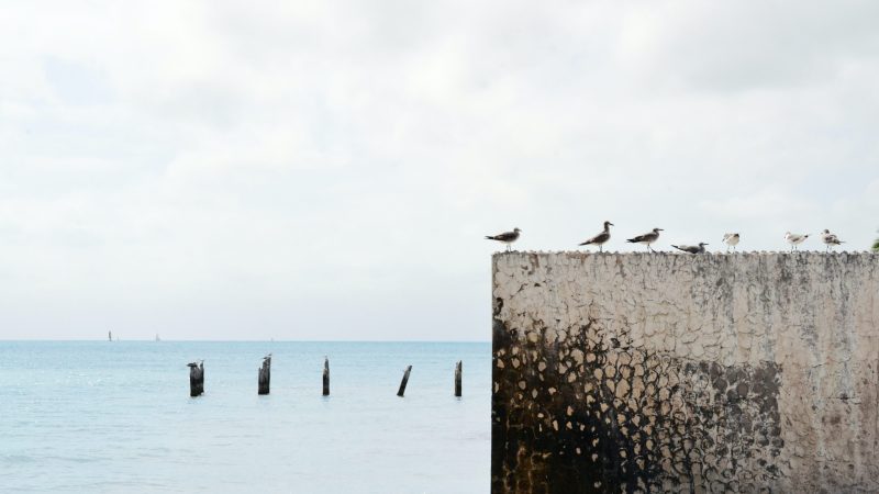 birds on wall near body of water — Samsung Frame TV art