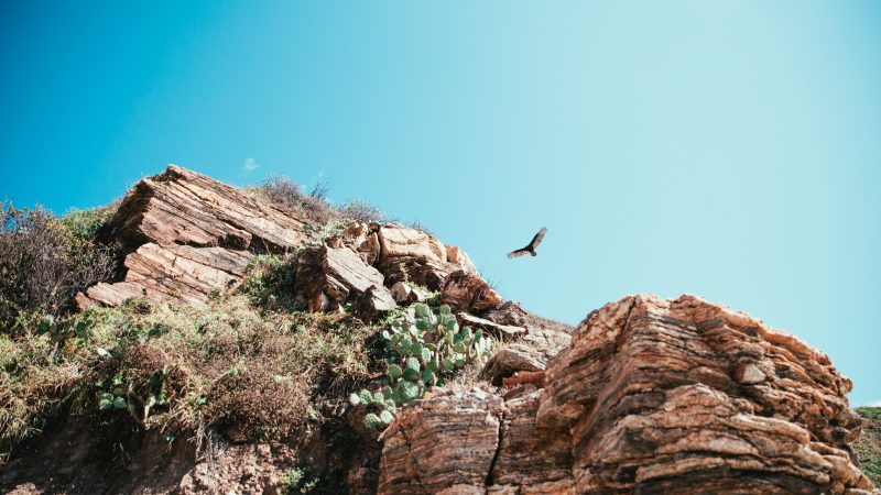 Hawk hunting over desert cliff — Samsung Frame TV art