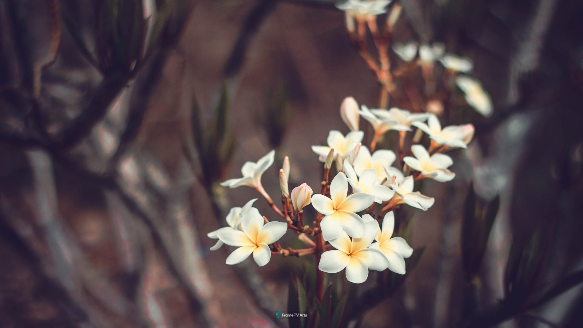 Small White Flowers — Samsung Frame TV art