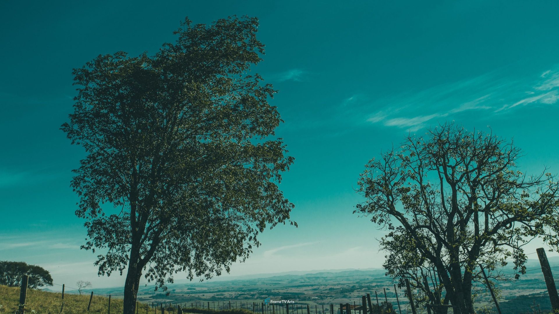 Big Trees against sky — Samsung Frame TV art