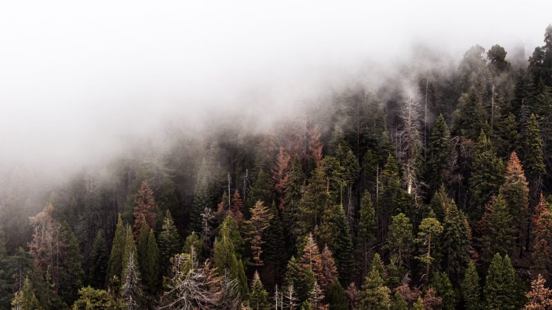 Fog And Trees — Samsung Frame TV art