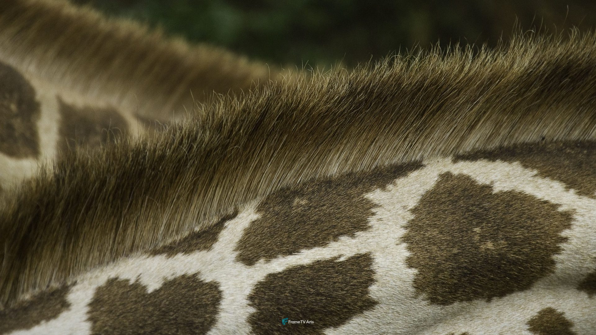 Giraffe Skin and Fur — Samsung Frame TV art