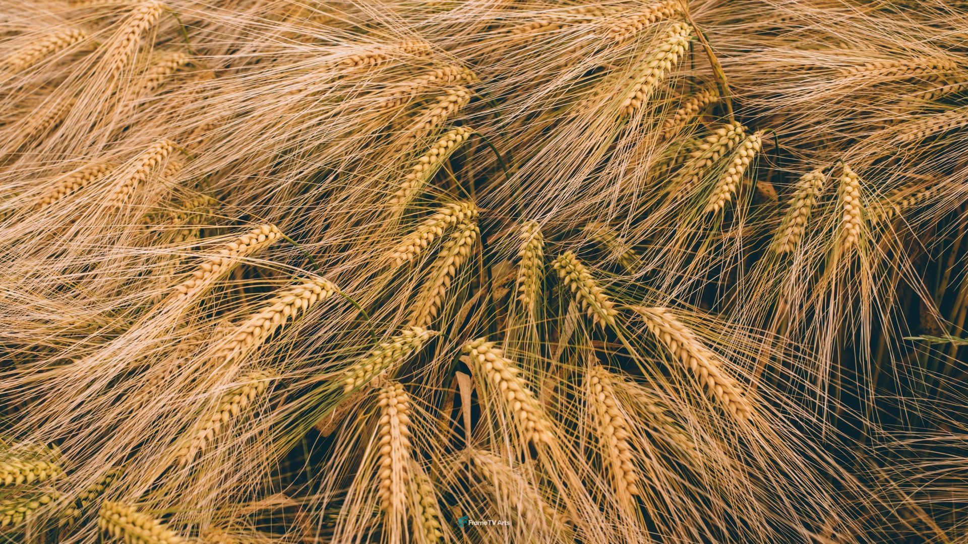 Wheat Crop — Samsung Frame TV art
