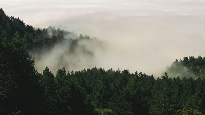 Pine Trees and Fog — Samsung Frame TV art