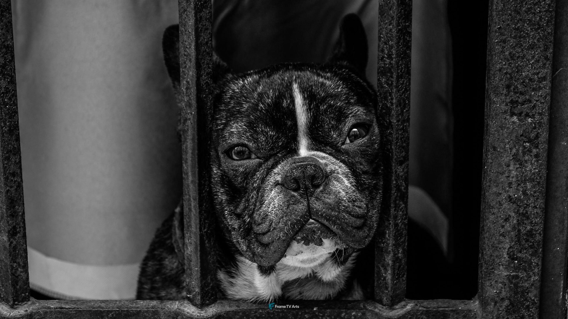 Caged Bulldog – B&W — Samsung Frame TV art
