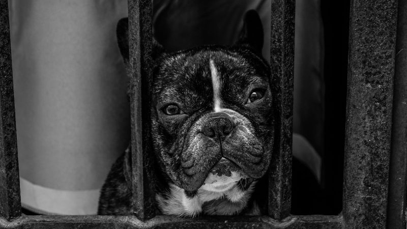 Caged Bulldog – B&W — Samsung Frame TV art