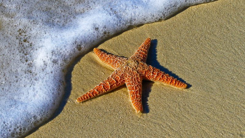 Starfish on beach sand — Samsung Frame TV art