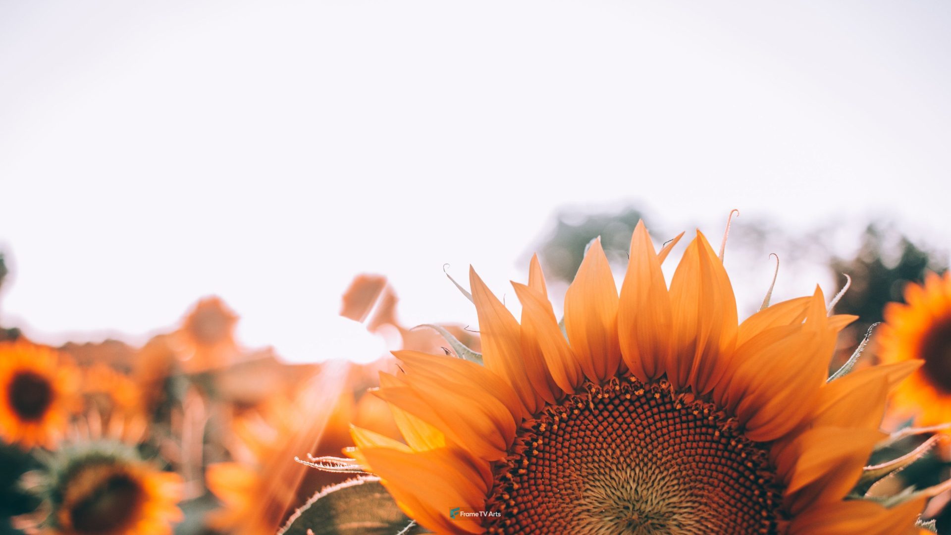 Sunflower Disk floret — Samsung Frame TV art