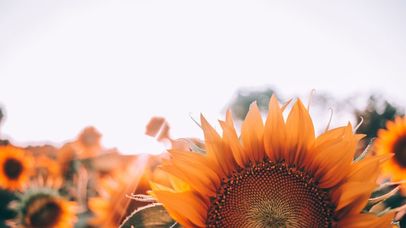 Sunflower Disk floret — Samsung Frame TV art