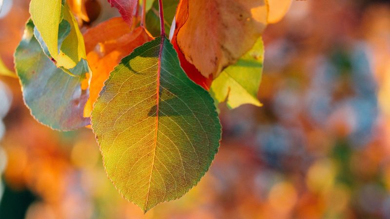 Autumn Leaves and Bokeh Lights — Samsung Frame TV art