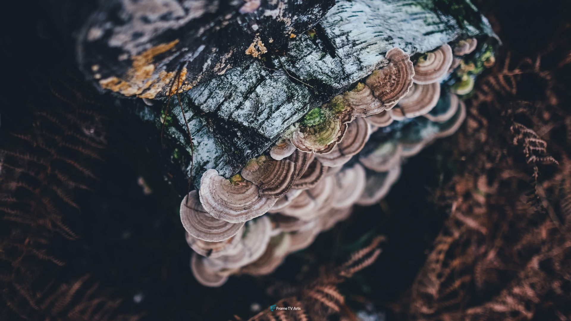 Tree Fungus — Samsung Frame TV art