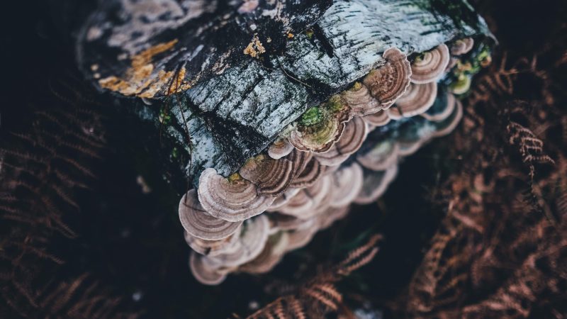 Tree Fungus — Samsung Frame TV art