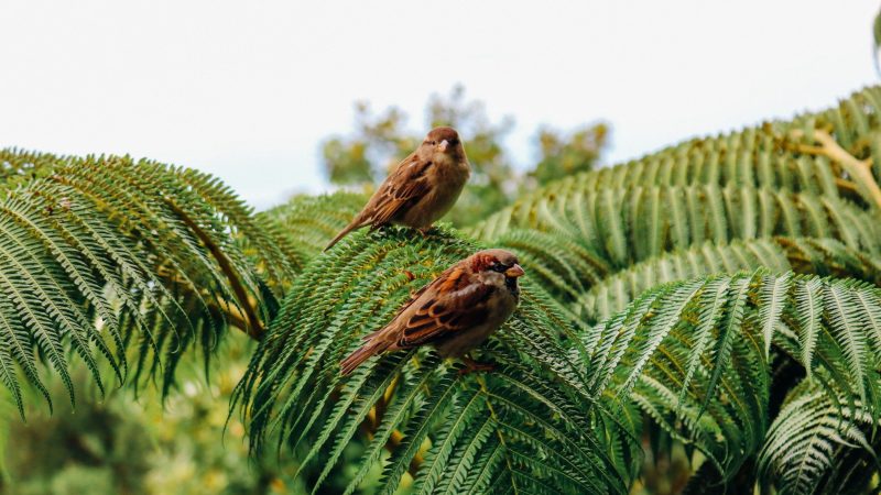 Two Birds on palm tree leaves — Samsung Frame TV art
