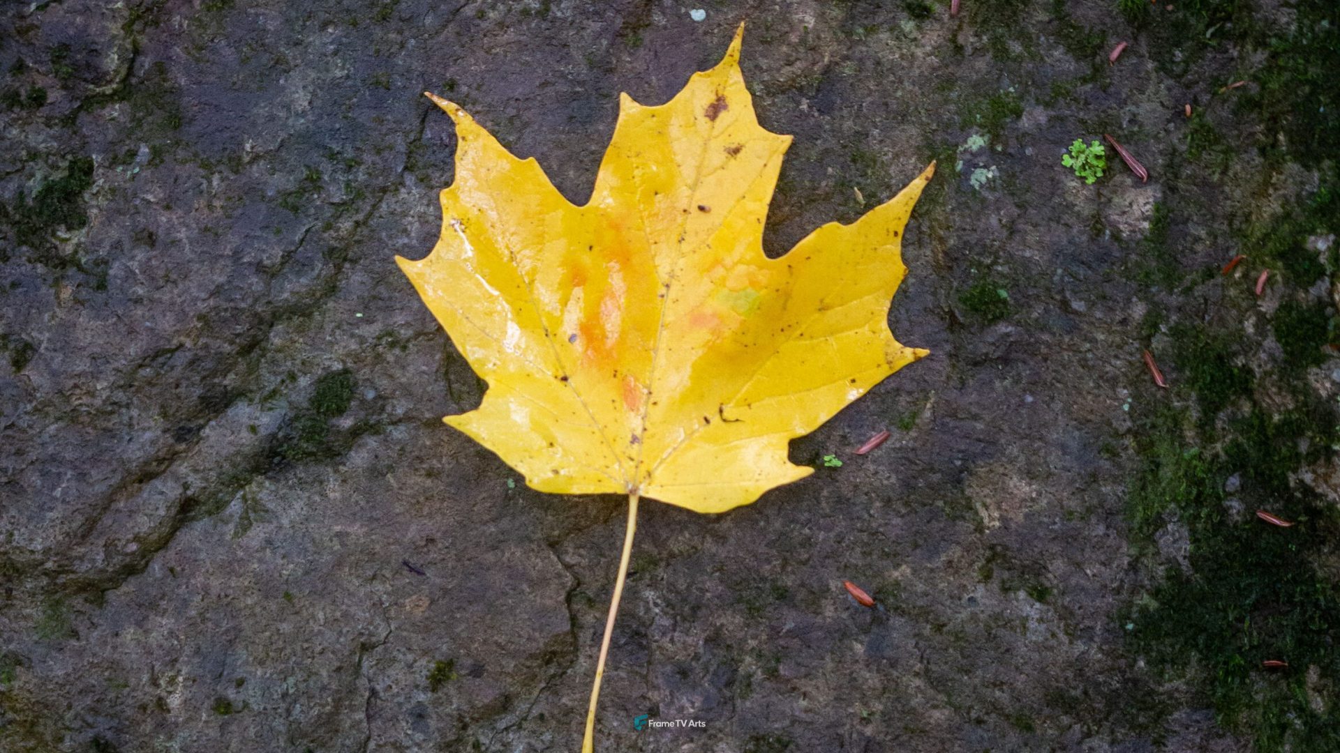 Single yellow maple leaf on a rock — Samsung Frame TV art