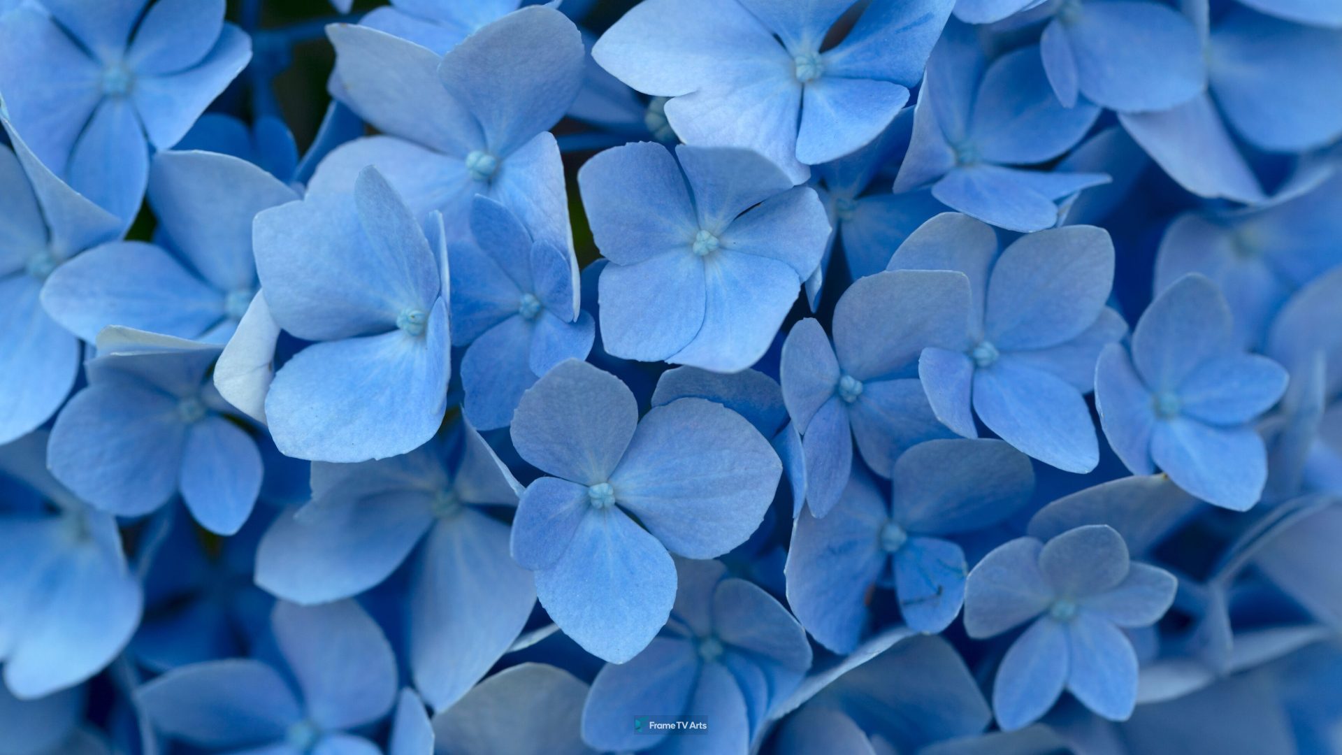 Cluster of blue hydrangea flowers in detail — Samsung Frame TV art