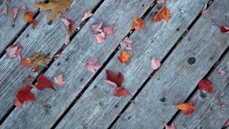 Fallen leaves on weathered wooden deck — Samsung Frame TV art
