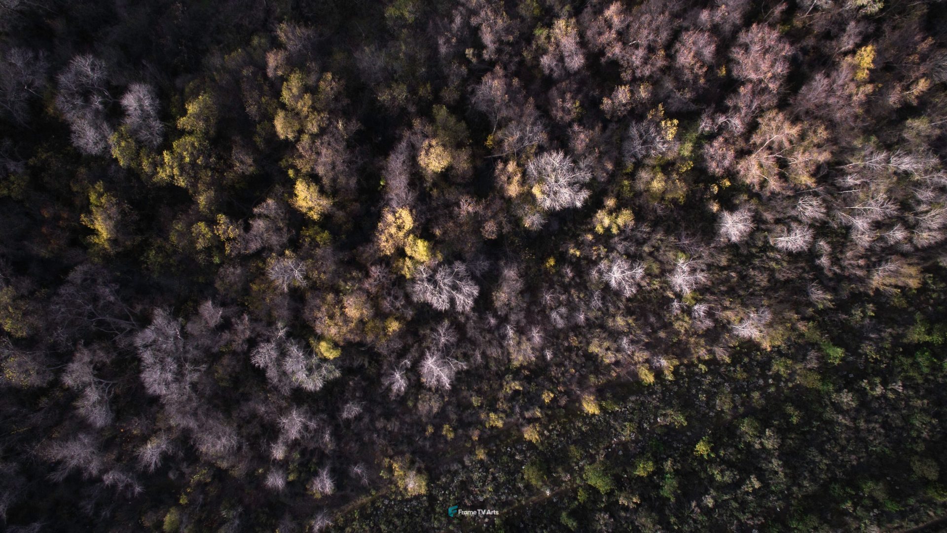 Aerial view of a dense forest in autumn — Samsung Frame TV art