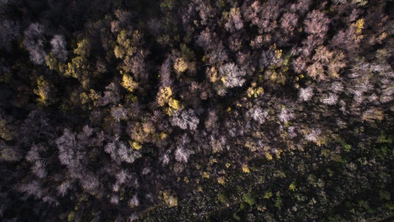 Aerial view of a dense forest in autumn — Samsung Frame TV art