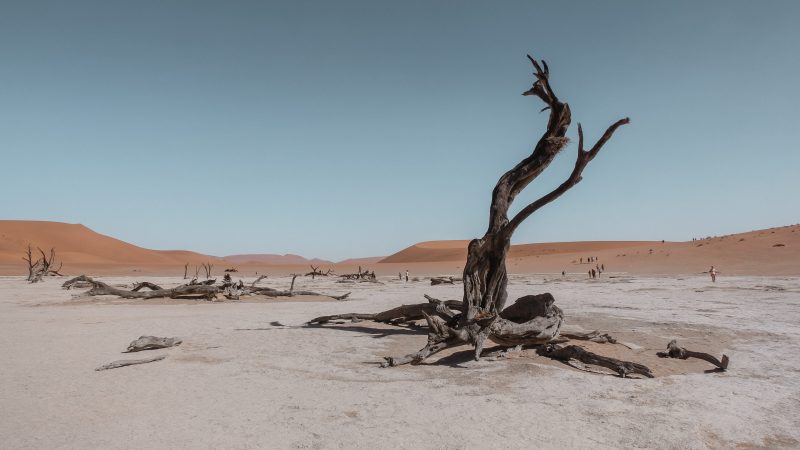 bare tree in the middle of desert — Samsung Frame TV art
