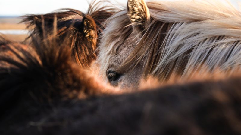 Close-up of two horses  manes and ears — Samsung Frame TV art