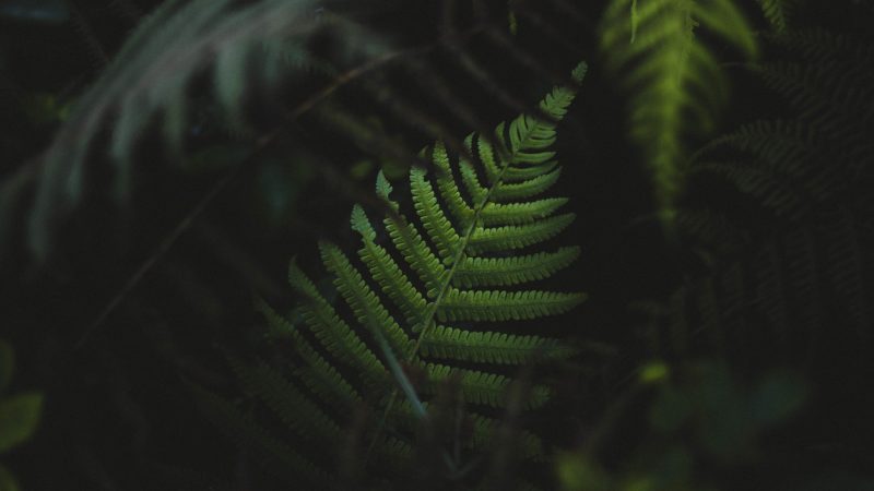 Dark green fern leaves in a shadowy forest — Samsung Frame TV art