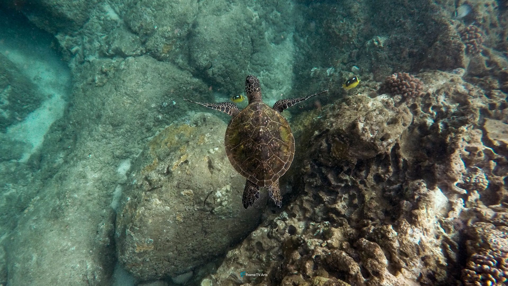Sea turtle swimming near rocks — Samsung Frame TV art