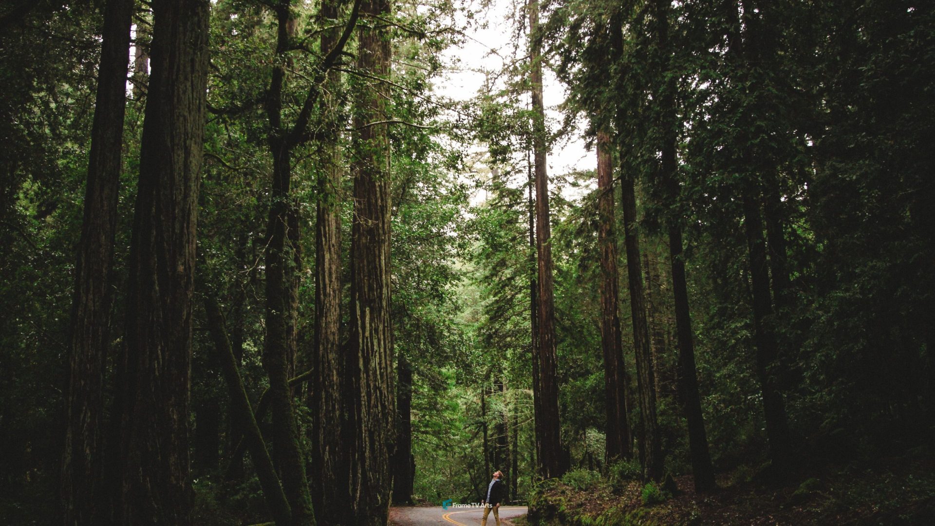 Quiet road through lush forest — Samsung Frame TV art