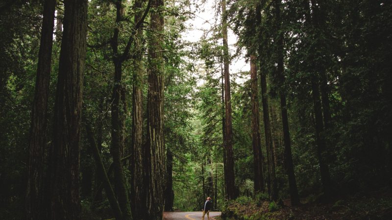Quiet road through lush forest — Samsung Frame TV art