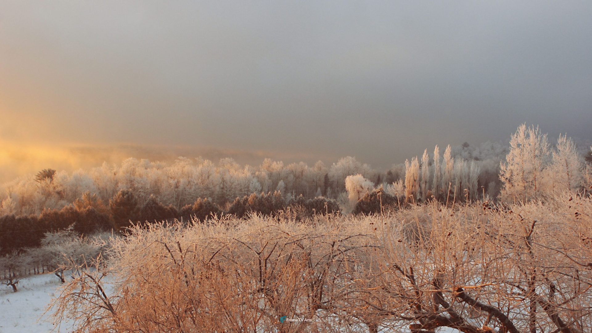 Frost-covered landscape with trees and bushes at dawn in winter. — Samsung Frame TV art