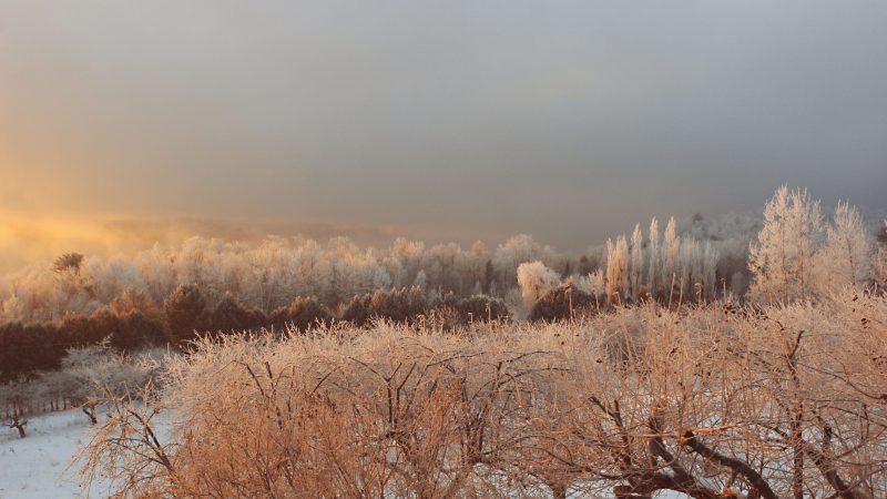 Frost-covered landscape with trees and bushes at dawn in winter. — Samsung Frame TV art