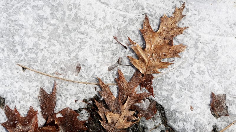 Frozen winter leaves on icy ground, displaying nature s autumn remains. — Samsung Frame TV art