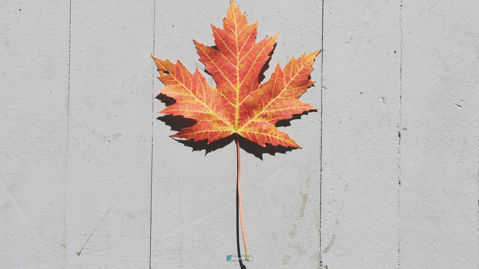 Vibrant fall maple leaf lying on a pale wooden surface in autumn — Samsung Frame TV art