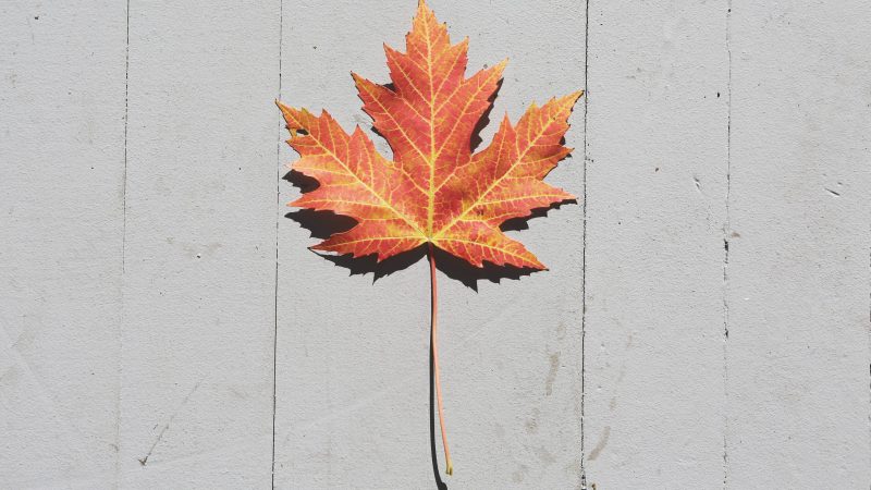 Vibrant fall maple leaf lying on a pale wooden surface in autumn — Samsung Frame TV art