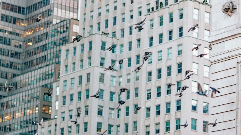 Flock of birds flying in front of tall buildings — Samsung Frame TV art
