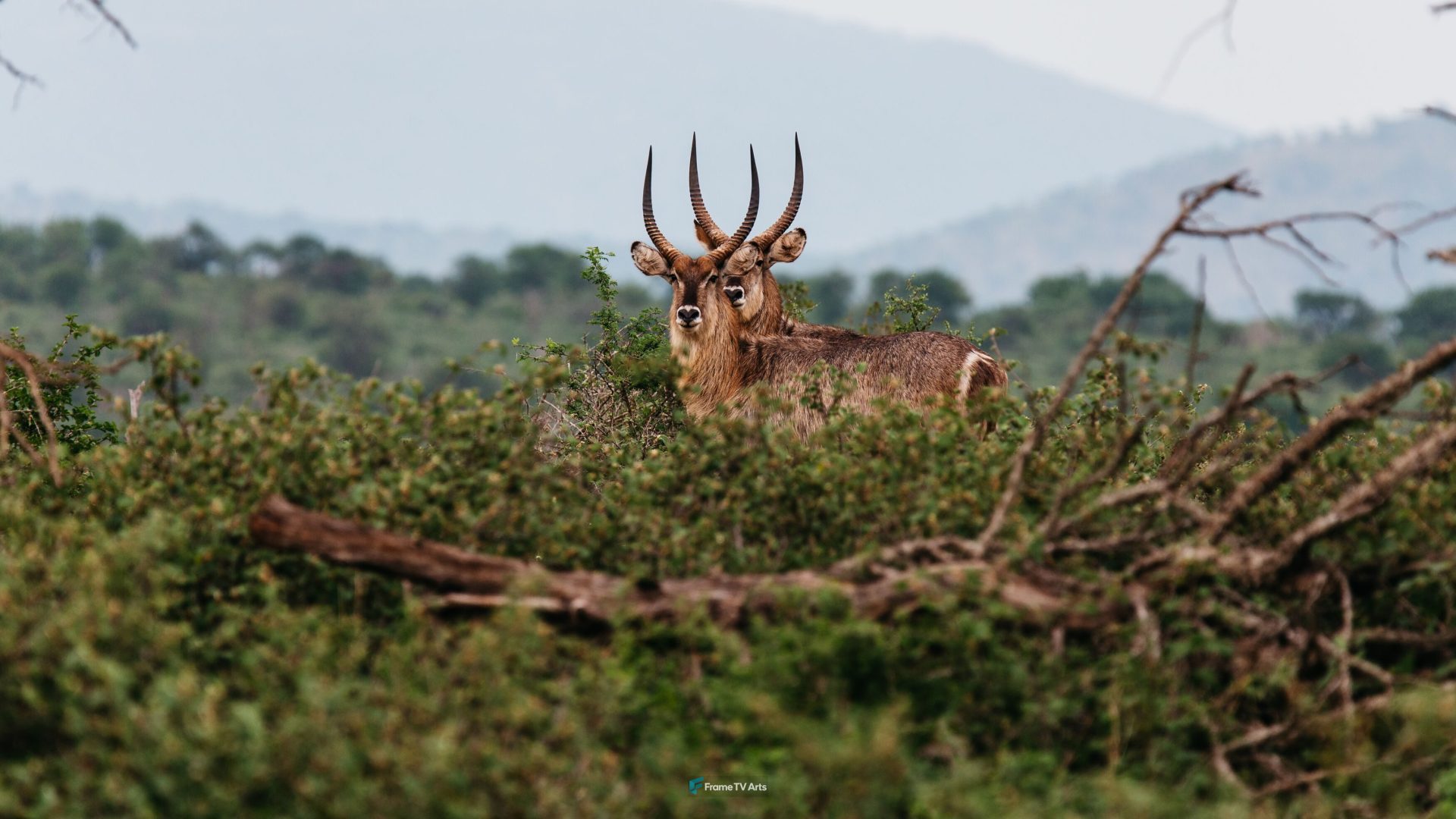 Majestic antelope stands tall amidst lush green foliage — Samsung Frame TV art