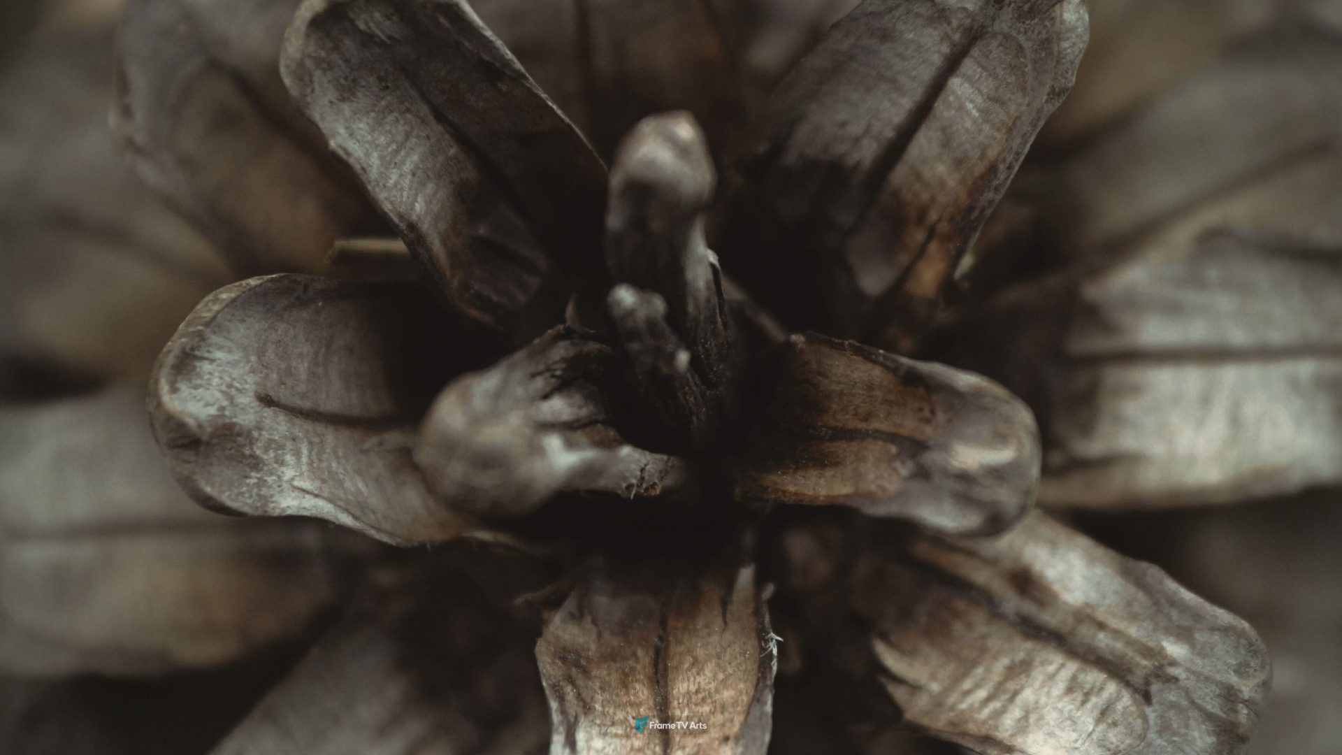 Macro shot of a pine cone showing detailed scales — Samsung Frame TV art