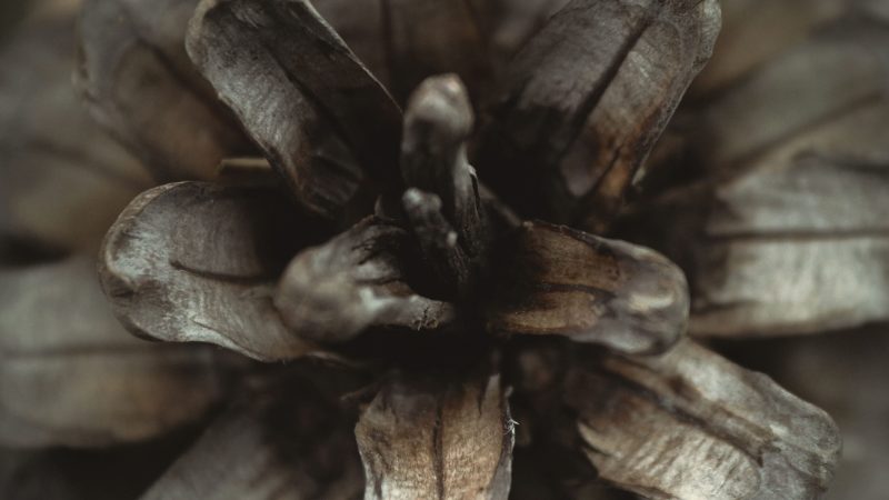 Macro shot of a pine cone showing detailed scales — Samsung Frame TV art