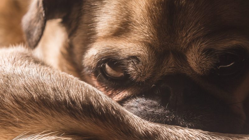 Dog Closeup — Samsung Frame TV art