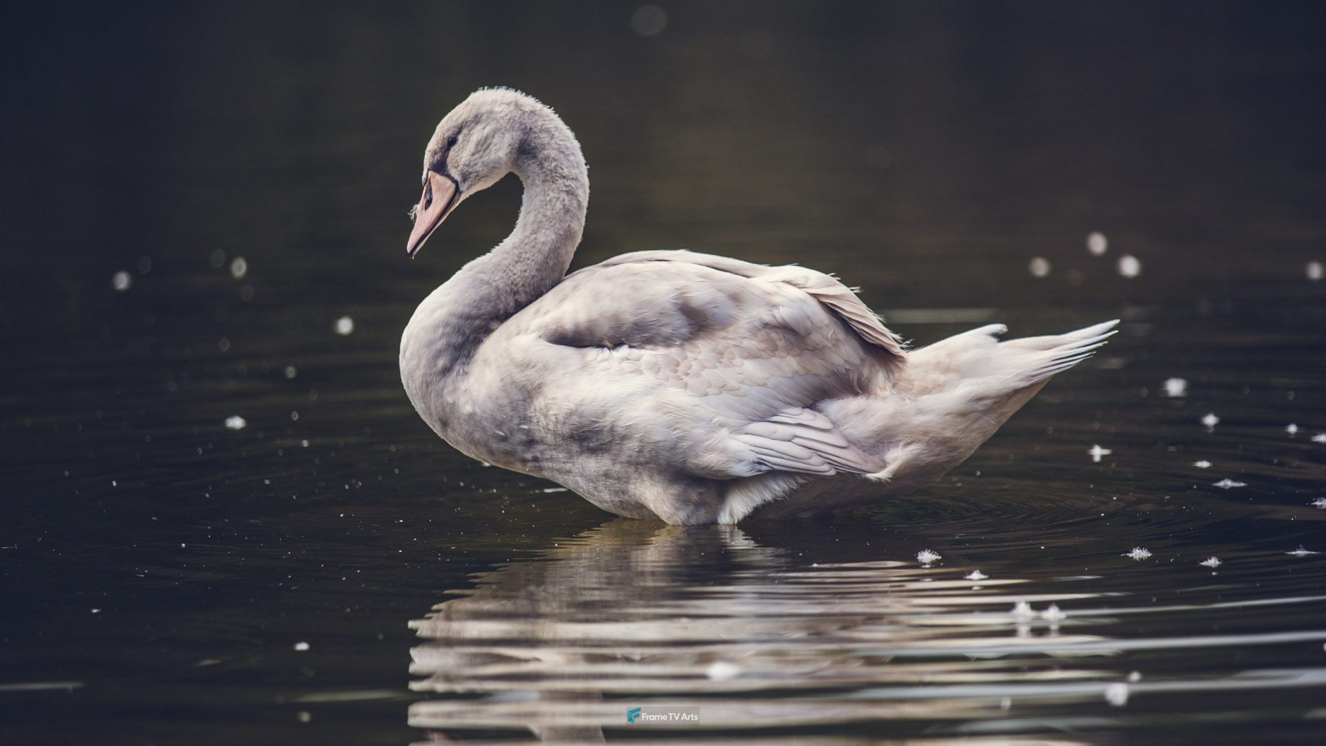 Ugly Swan — Samsung Frame TV art