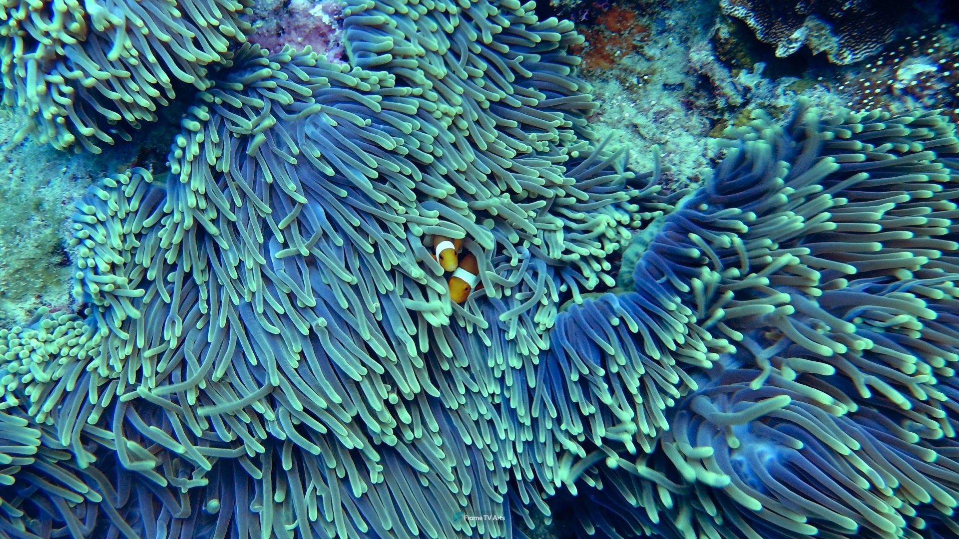 Soft coral Sinularia sp. — Samsung Frame TV art